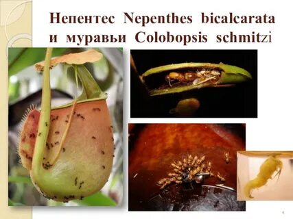 Непентес и насекомое тип взаимоотношений