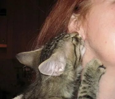 Укус человека кошкой