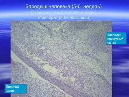Препарат зародыша
