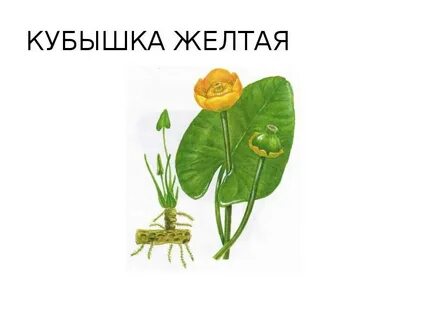 Приложение кубышка