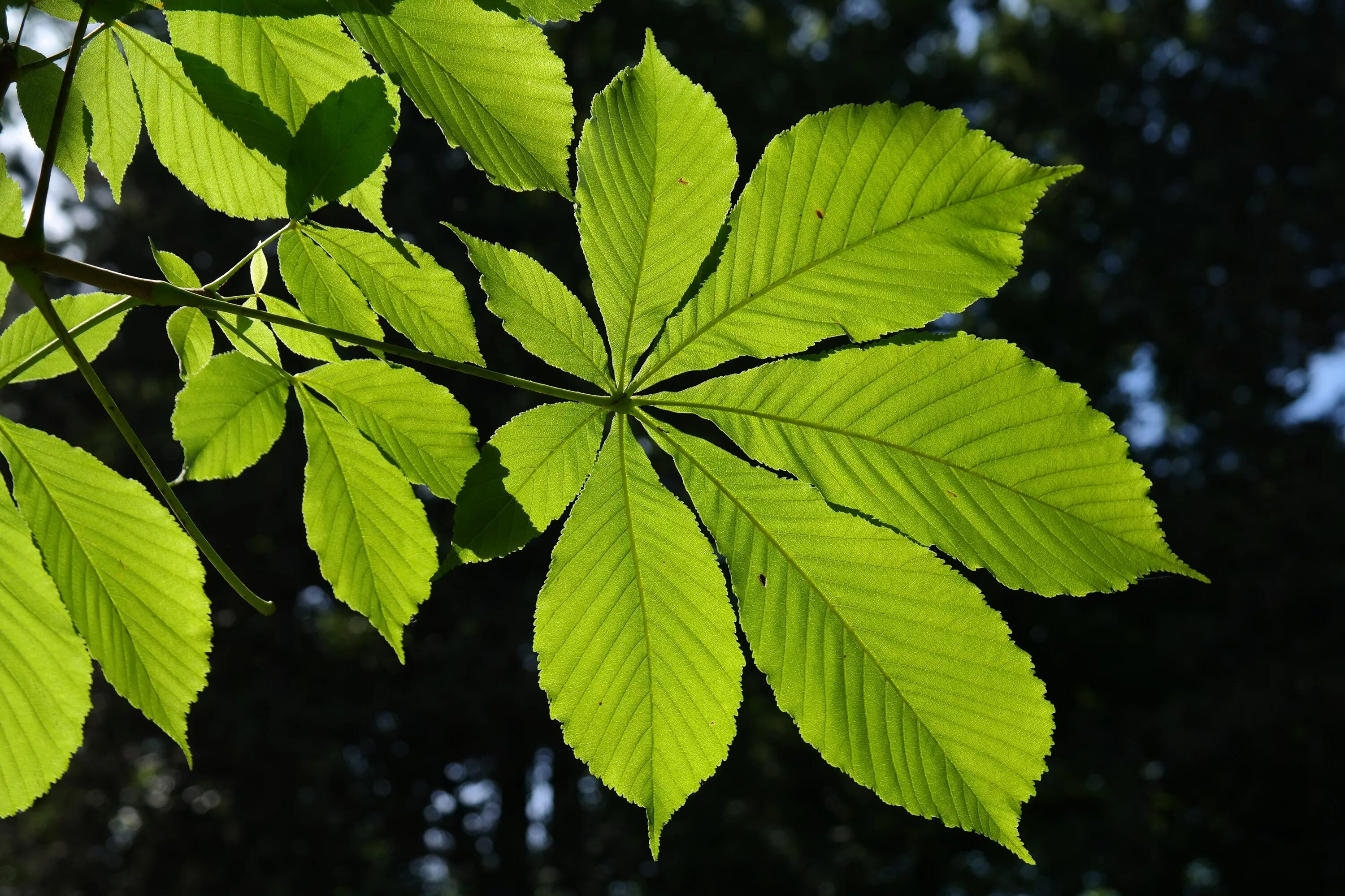 Leaves on the back. Конский каштан листья. Каштан дерево листья. Конский каштан обыкновенный листья. Листок конского каштана.