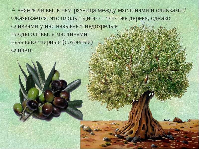 Оливки маслины это история 5 класс. Доклад про оливки 3 класс. Маслины и оливки отличие. Оливки маслины это история 5 класс. Плоды оливы.
