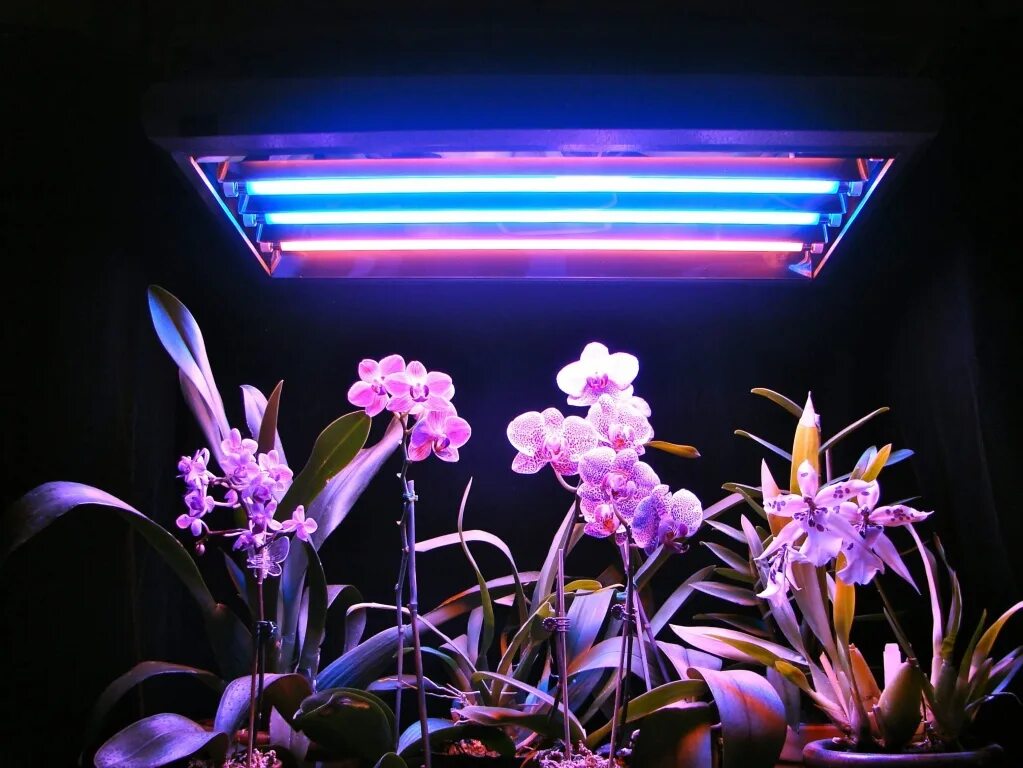 Подсветка растений. Ультрафиолетовая лампа для цветов. Освещение для растений. Светодиодный светильник для растений.