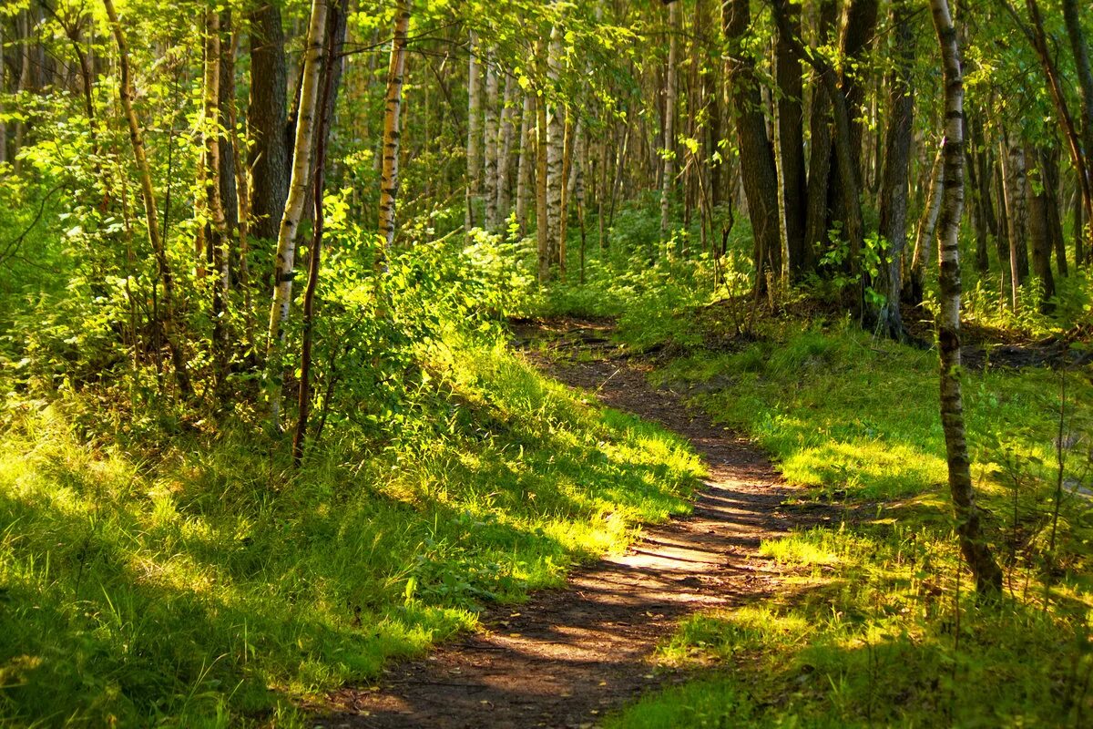 Красивый лес. Бор зеленомошник. Красивые леса. Чаща лето. Елово-чозениевая роща.