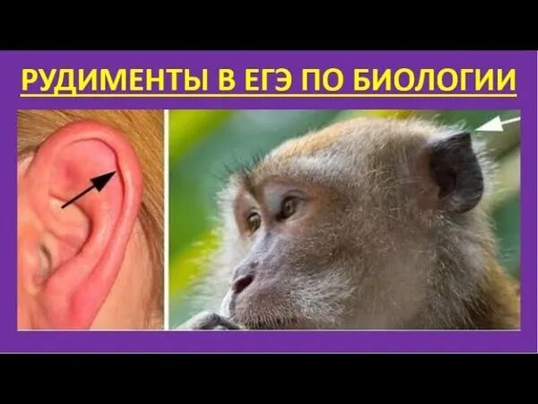 Атавизмы у животных. Дарвинов бугорок рудимент.