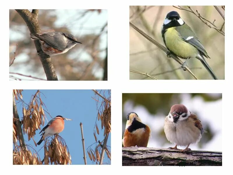 Зимующие птицы юга. Зимние птицы Мордовии. Птицы которые улетают зимой. Зимующие птицы Мордовии. Птицы которые зимуют в Мордовии.