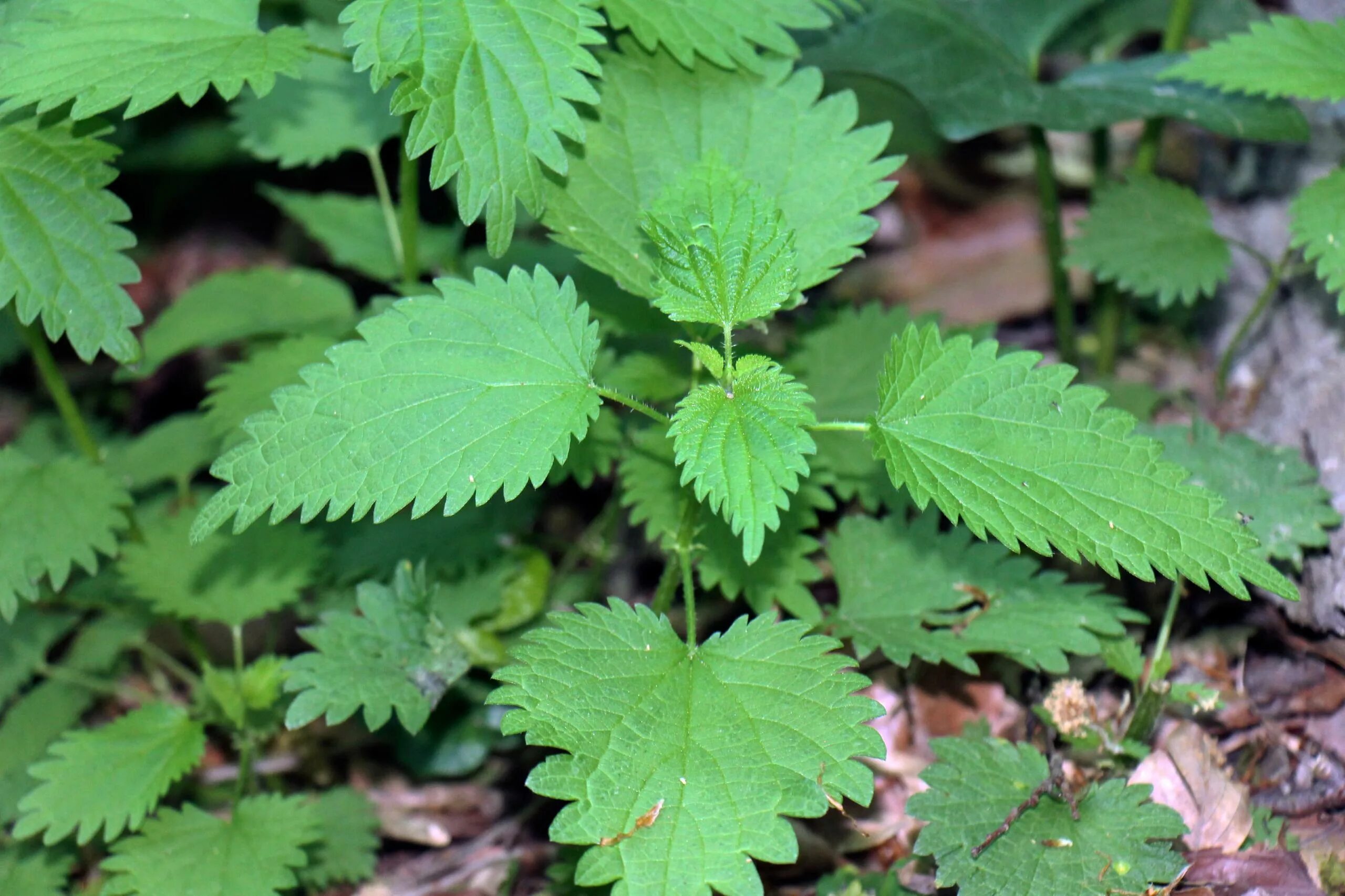 Крапива жгучая (Urtica urens). Крапива жабреелистная. Крапива жгучая (Urtica urens l.). Крапива Киевская. Маленькая крапива