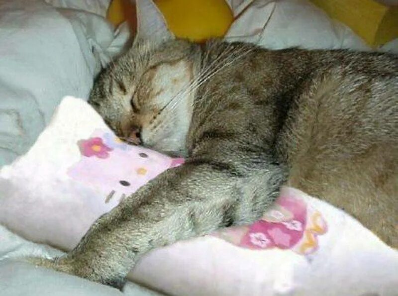 Коты спят или нет. Коты спят. сонная кошка. спящие кошки. кот дрыхнет.