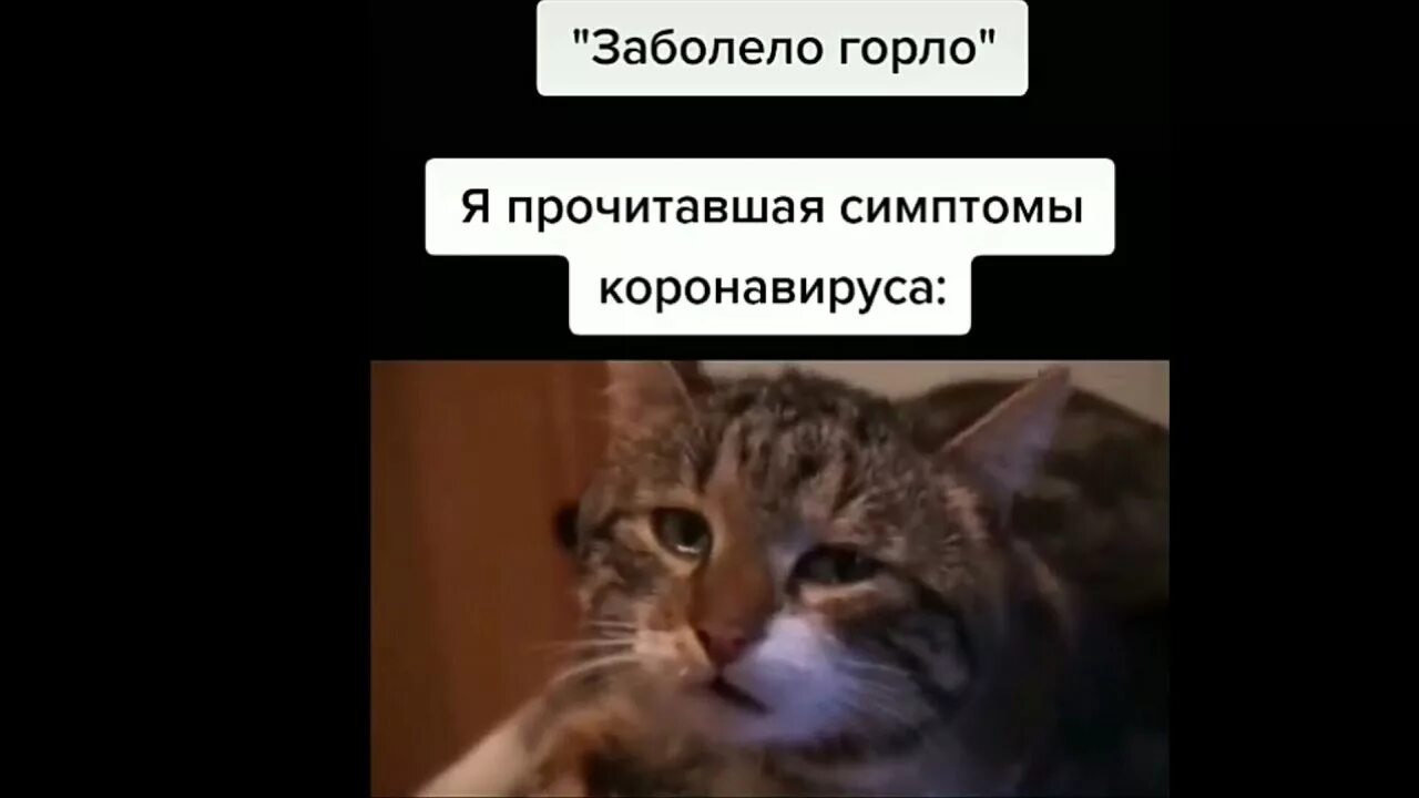 Кот мем из тик. Плачущий кот из тик тока. кот мем тик ток. мемы из тик тока кттики. грустный кот из тик тока.