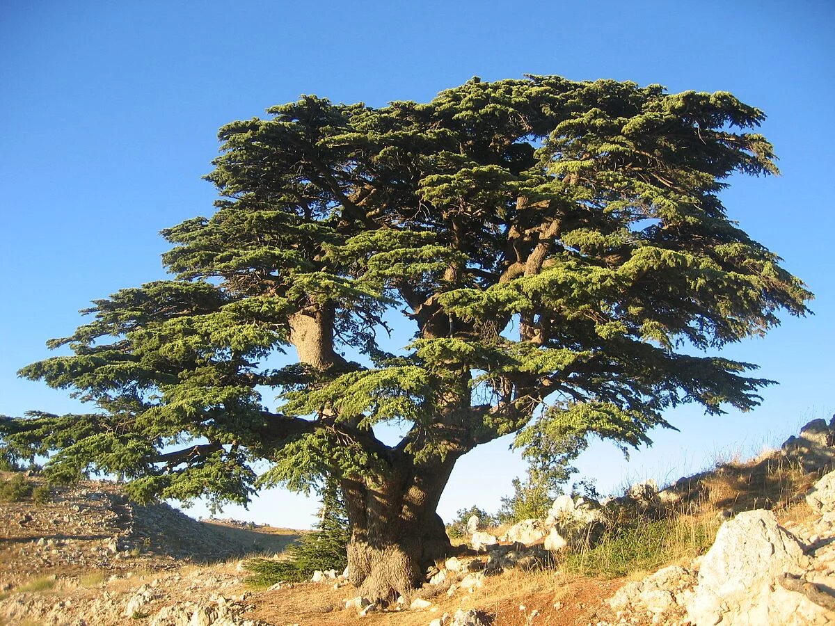 Долгожитель из хвойных 4 буквы. Кедр ливанский Cedrus libani. Бонсай ливанский кедр. Дерево Картас кедр. Ливанский кедр в Финикии.