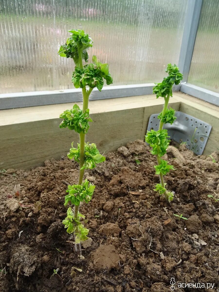 колоновидный томат палка. помидоры палка. сорт томата палка. помидоры палка. помидор палка колоновидная.