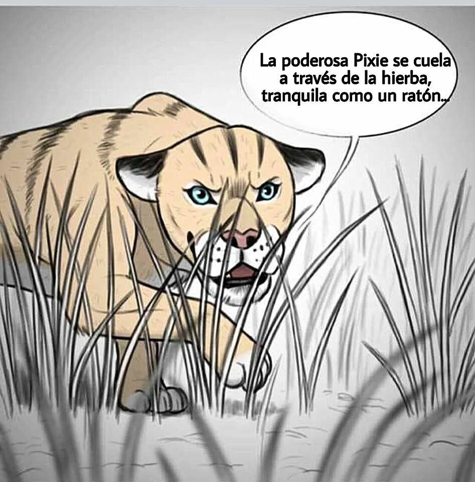 Кот крадется. Бывший крадется. Крадущийся котенок. Мышь крадется. Кошка охотится на птиц.