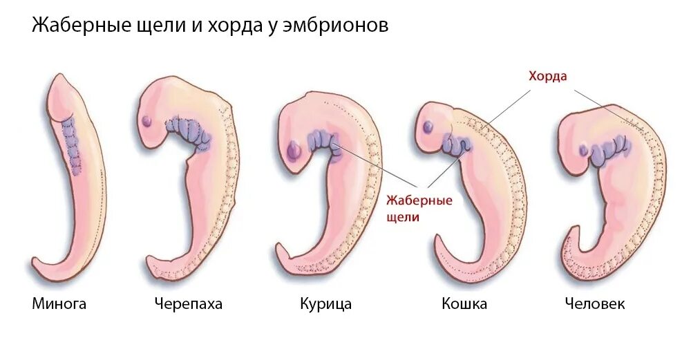 Наличие хвоста у зародыша человека на ранней. Жаберные щели у зародыша хордовых. Хорда у эмбриона человека. Хорда жаберные щели нервная трубка.