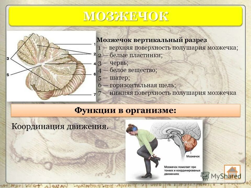 Тест мозжечок. Мозжечок вертикальный разрез. Поверхности мозжечка. Функции мозжечка. Физиология мозжечка.