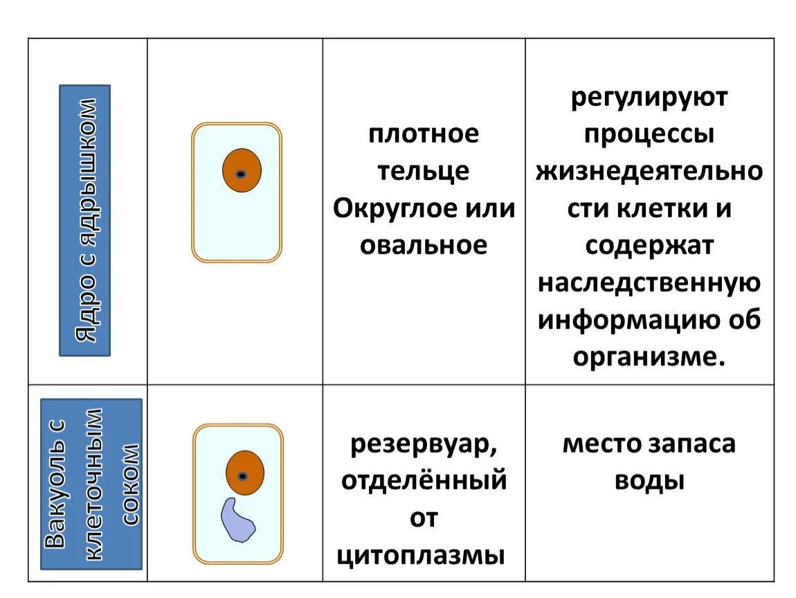 Тест жизнедеятельности клетки