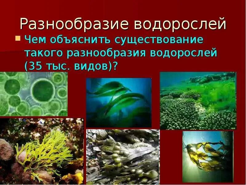 Сообщение по биологии тема многообразие водорослей. Разнообразие водорослей. водоросли их многообразие в природе. изучение разнообразия водорослей. многообразие водорослей 5 класс.