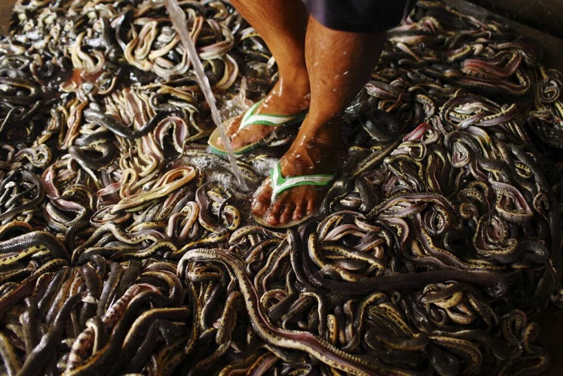 Кишат. Кишат. Пруд кишащий рыбами на донбассе. Рыба кишит. Кишат.