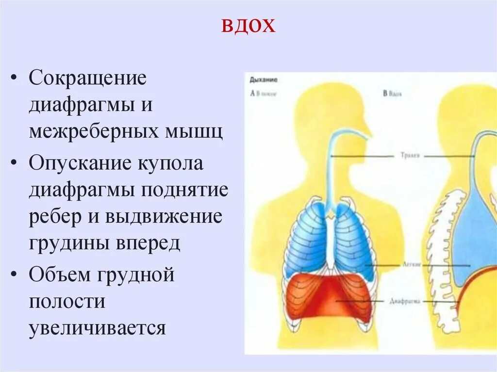 Вдох значение. Физиология дыхательной системы человека. Процесс дыхания человека схема. Анатомия и физиология дыхательной системы. Дыхательная система анатомия.