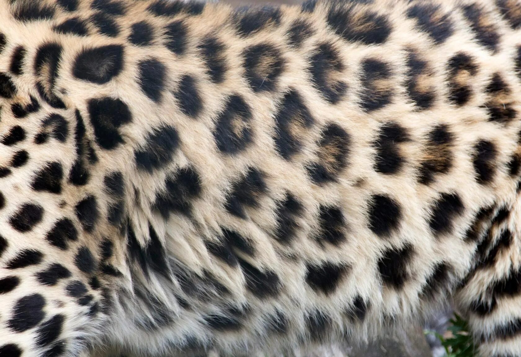 Пестрая шкура. Амурский леопард шкура. Средневосточный леопард. Мех Дальневосточного леопарда. Амурский леопард окраска.