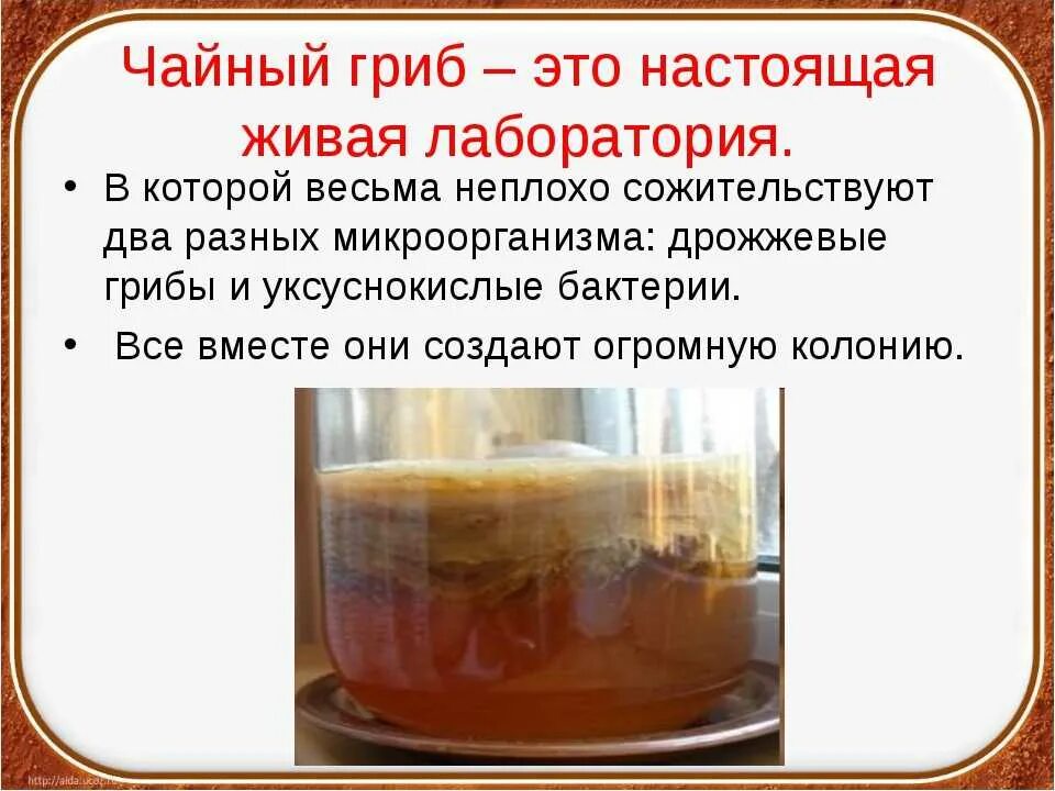 Как правильно пить чайный гриб и сколько. Чайный гриб уксуснокислые бактерии. структура чайного гриба. строение чайного гриба. чайный гриб полезные.