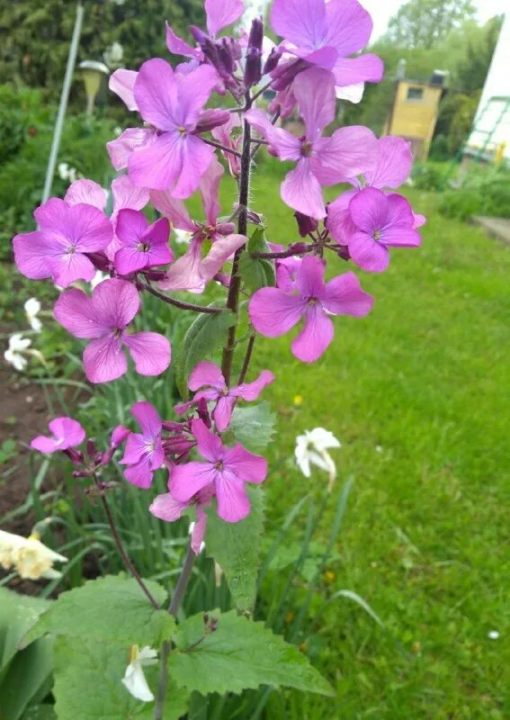 лилит лунник. лилит темная карма прошлого. лунник оживающий листья. лилит лунник. зеленчук желтый, лунник оживающий.