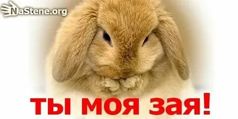 Ах ты моя зая почему