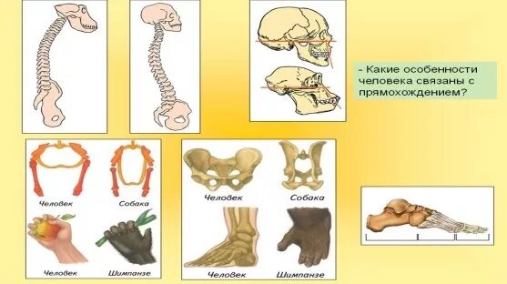 Особенности строения человека связаны с прямохождением. Особенности строения человека связаны с прямохождением