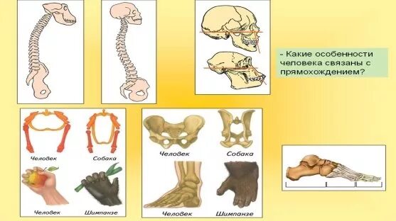 С прямохождением у человека появилась