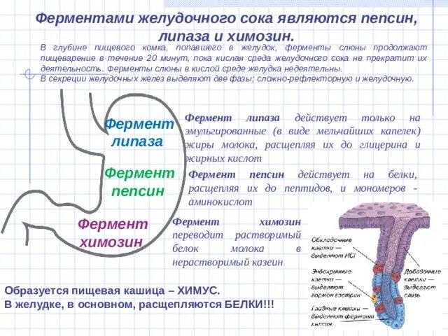 Почему выделяется желудочный сок. Липаза желудочного сока расщепляет. Ферменты желудочного сока липаза. Пепсин химозин липаза. Ферменты желудка пепсин липаза.