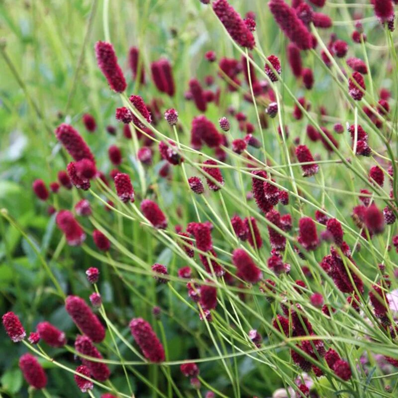 Кровохлебка Танна. Кровохлебка лекарственная Sanguisorba officinalis Red Thunder. Кровохлебка ред Сансет. Кровохлебка малая (Sanguisorba Minor).