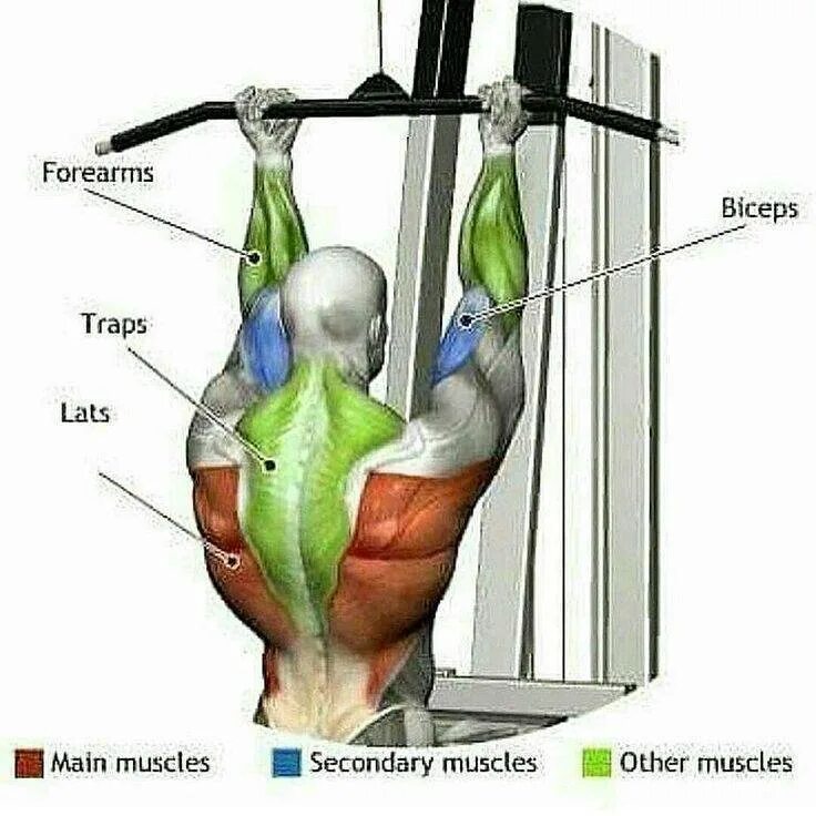 Тяга какие мышцы работают. Тяга вертикального блока обратным хватом. Тяга вертикального блока анатомия. Тяга вертикального блока мышцы. Тяга вертикального блока на бицепс.