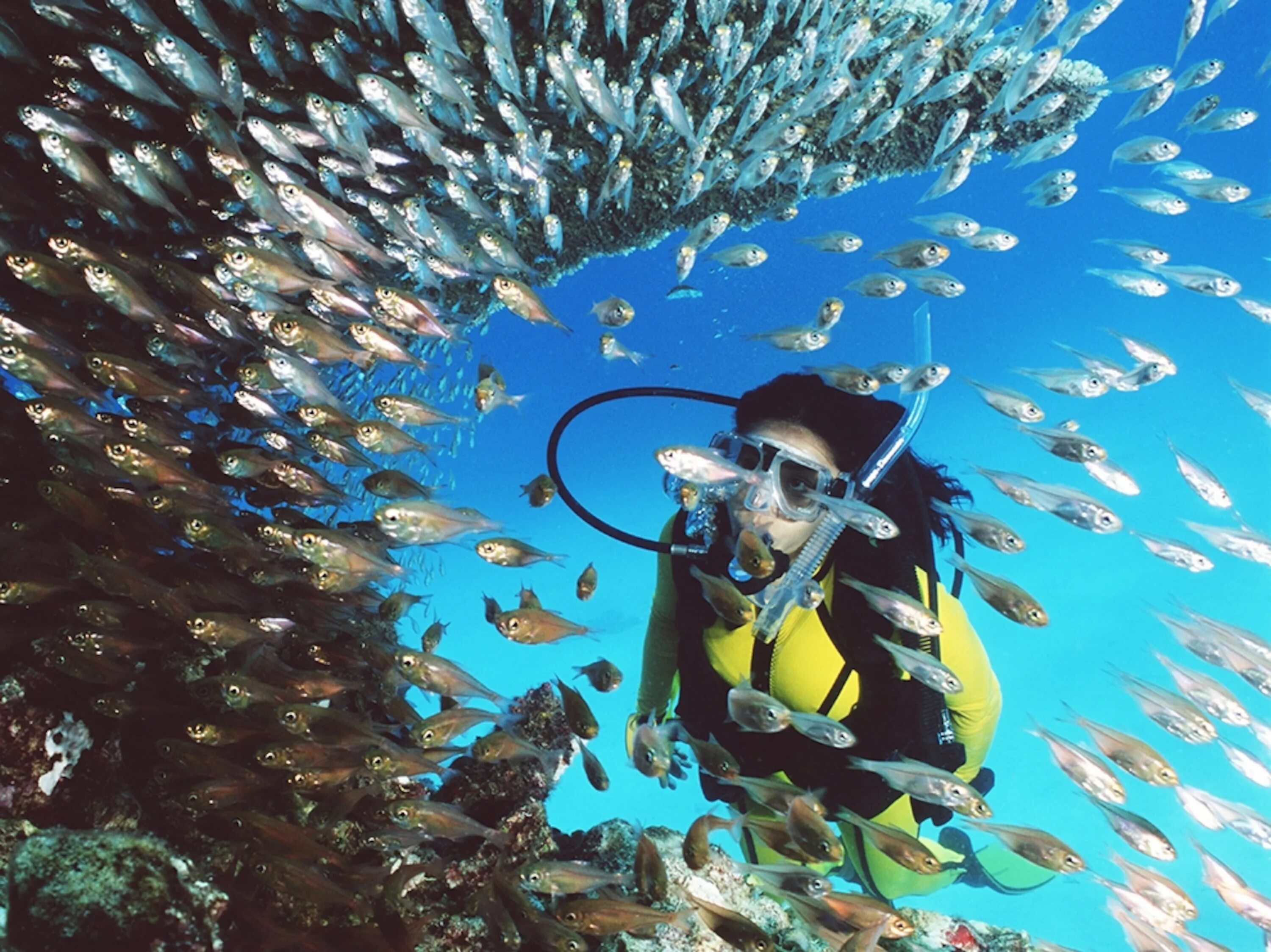 Reef tourism. Дайвинг Австралия Барьерный риф. Австралия дайвинг большой риф. Great Barrier Reef Marine Park, Queensland. Большой Барьерный риф Австралия туризм.