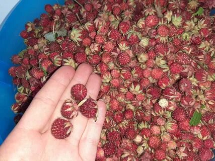 Орион кувандык