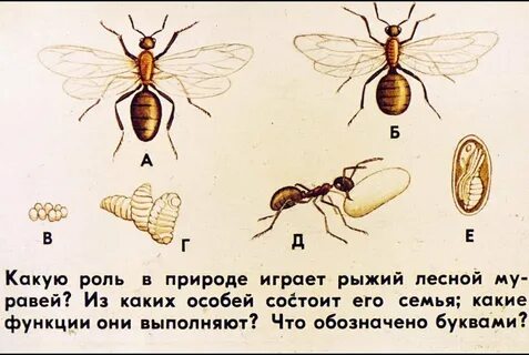 Внешнее строение муравьев