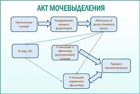 Акт мочеиспускания у мужчин