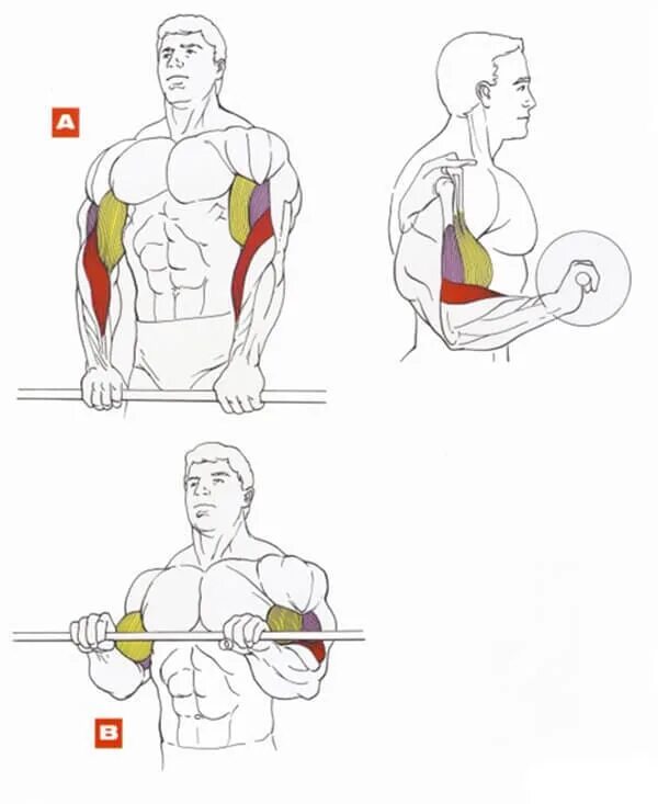 Упражнения на бицепс обратным хватом. Подъем штанги обратным хватом на брахиалис. Поднятие штанги на бицепс обратным хватом. Подъем штанги на бицепс обратным хватом.