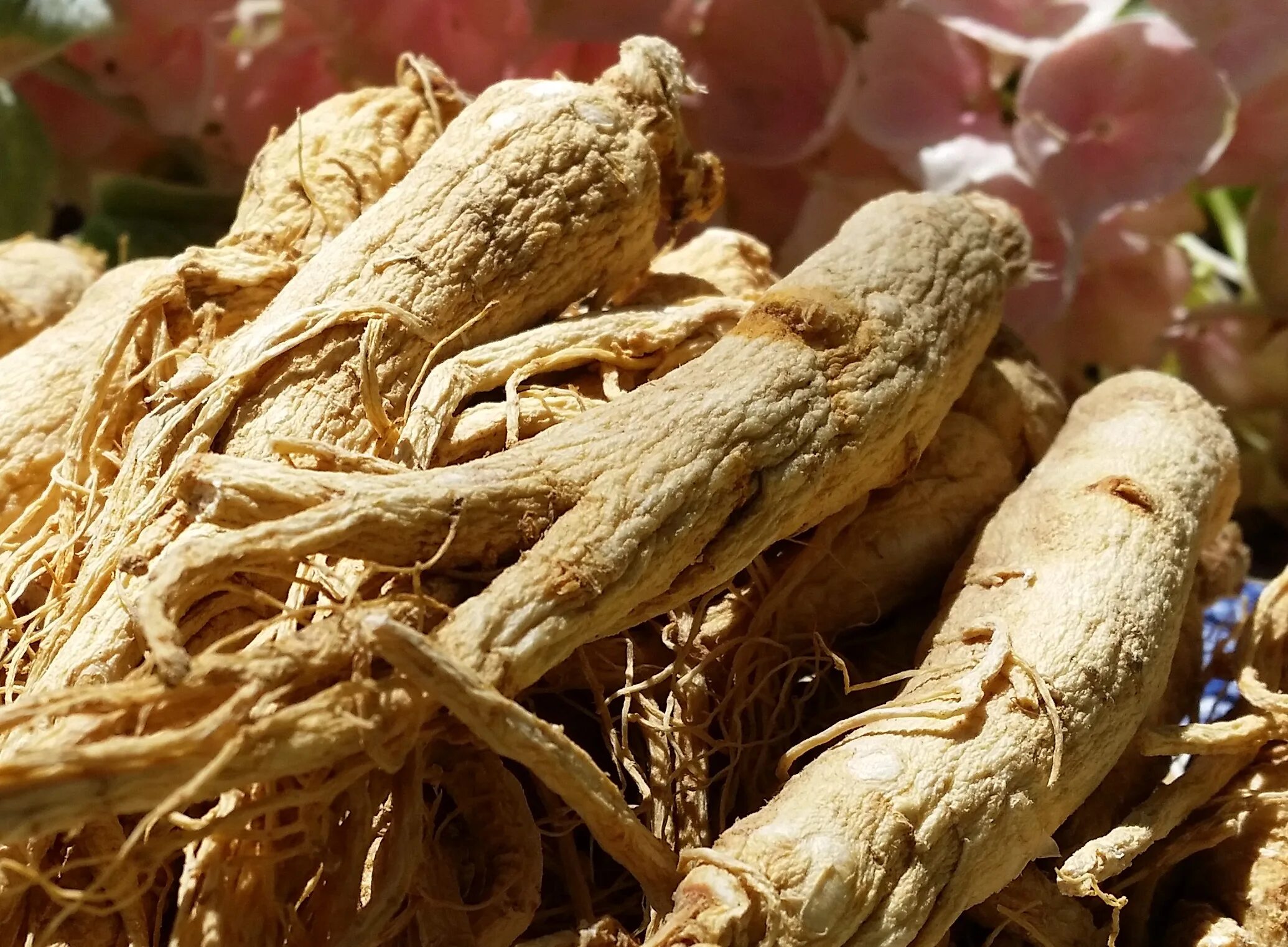 Корень женьшеня отзывы. Panax Ginseng. Женьшень Panax. Нанайский женьшень. Корень женьшеня.