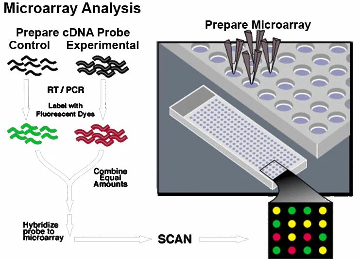 Microarray patch. Микроэррей. microarray analysis. dna microarray. микрочипирование генетика.