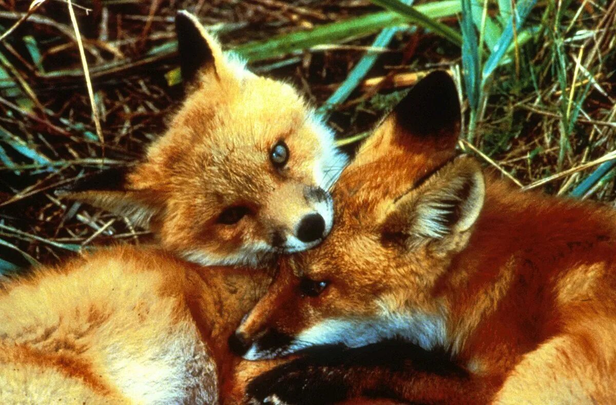 Red foxes работа