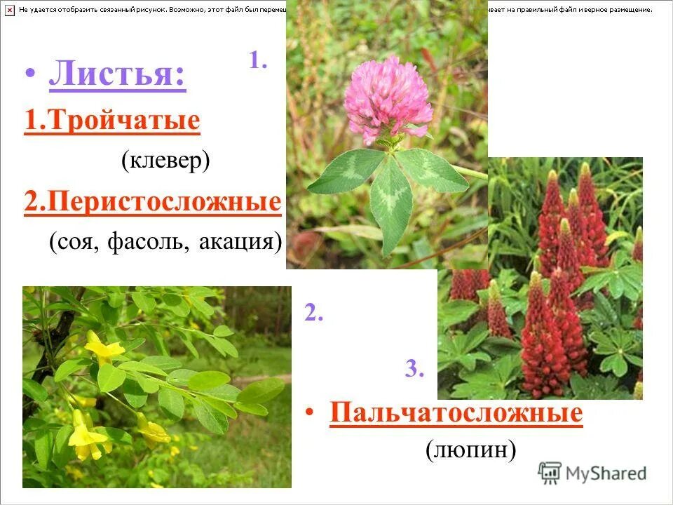 семейство мотыльковые бобовые тип корневой системы