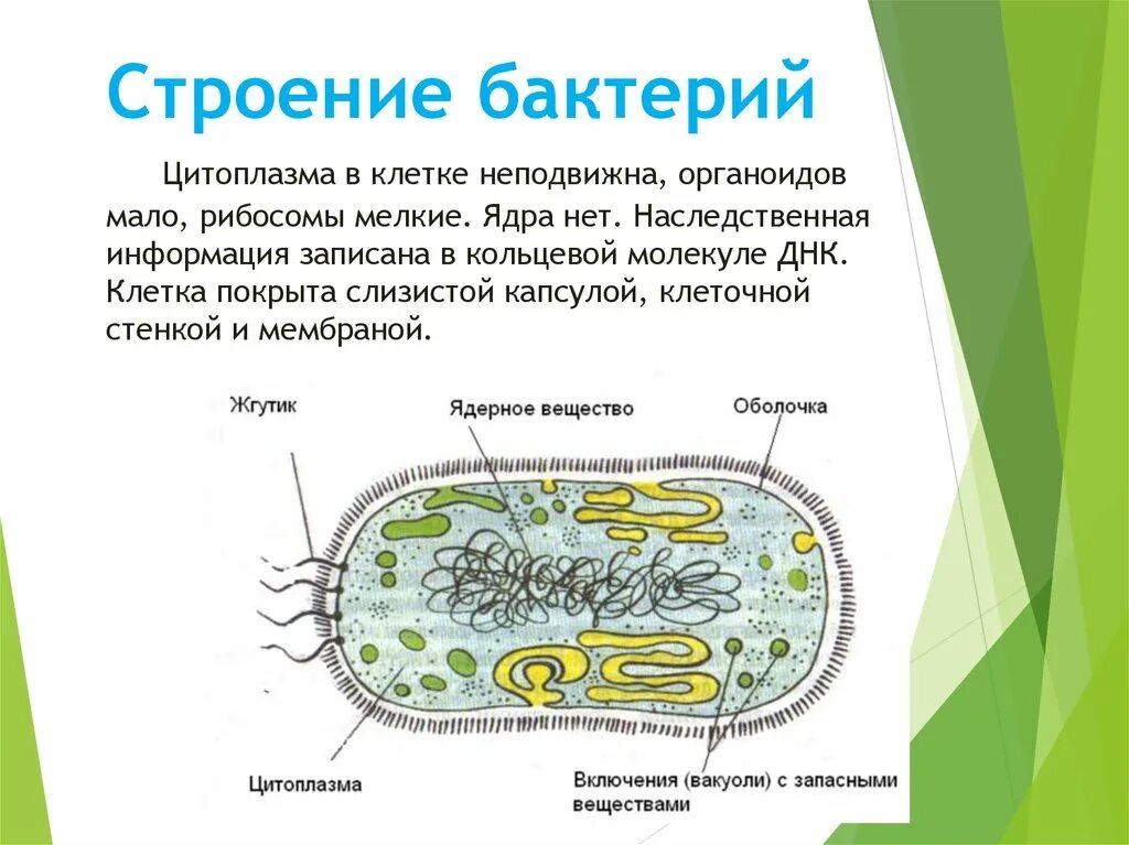 Какое строение у бактерий. Органоиды бактериальной клетки. Строение бактериальной клетки, ее органоиды 5 класс. Цитоплазма бактериальной клетки. Органоиды бактериальной клетки 5 класс биология.