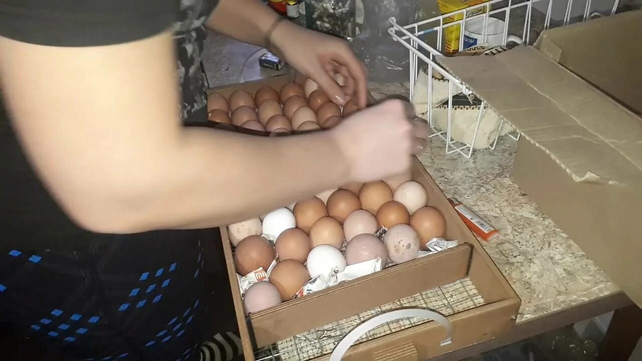 Как быстро собирать яйцо