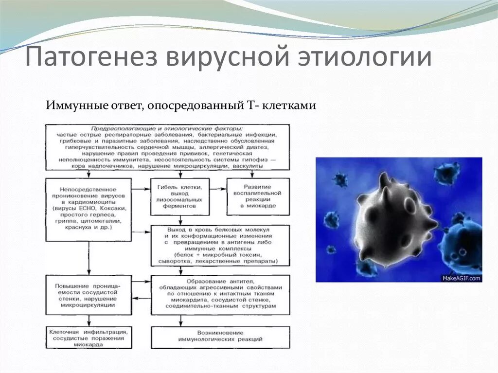 Уровни патогенеза. Патогенез вирусных инфекций вирусология. патогенетические механизмы при вирусных инфекциях. этапы патогенеза вирусных заболеваний. патогенез вирусных инфекций кратко.