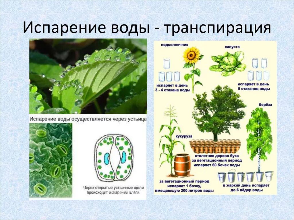 Какую функцию выполняет вода в растении. Испарение воды растениями транспирация. Функции транспирации растений. Транспирация устьица. Транспирация у растений.