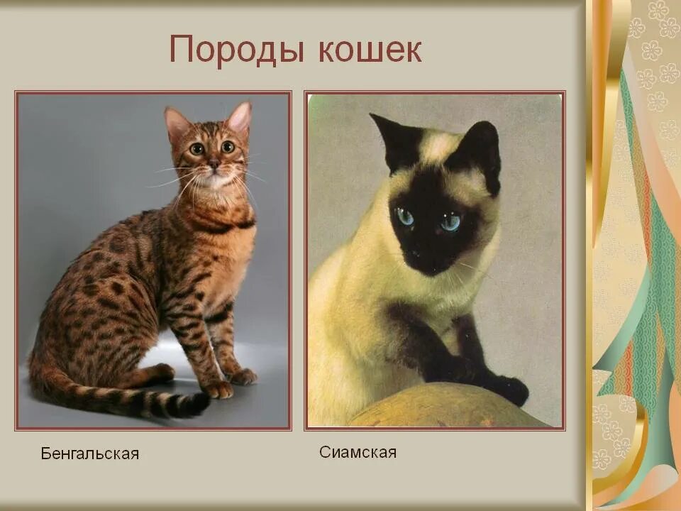 Слова породы кошек. Породы кошек слайд. Породы кошек окружающий мир. Презентация про породистых кошек. Проект породы кошек.