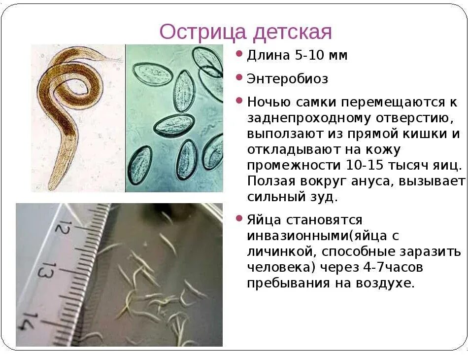 Наибольшее число паразитов встречается