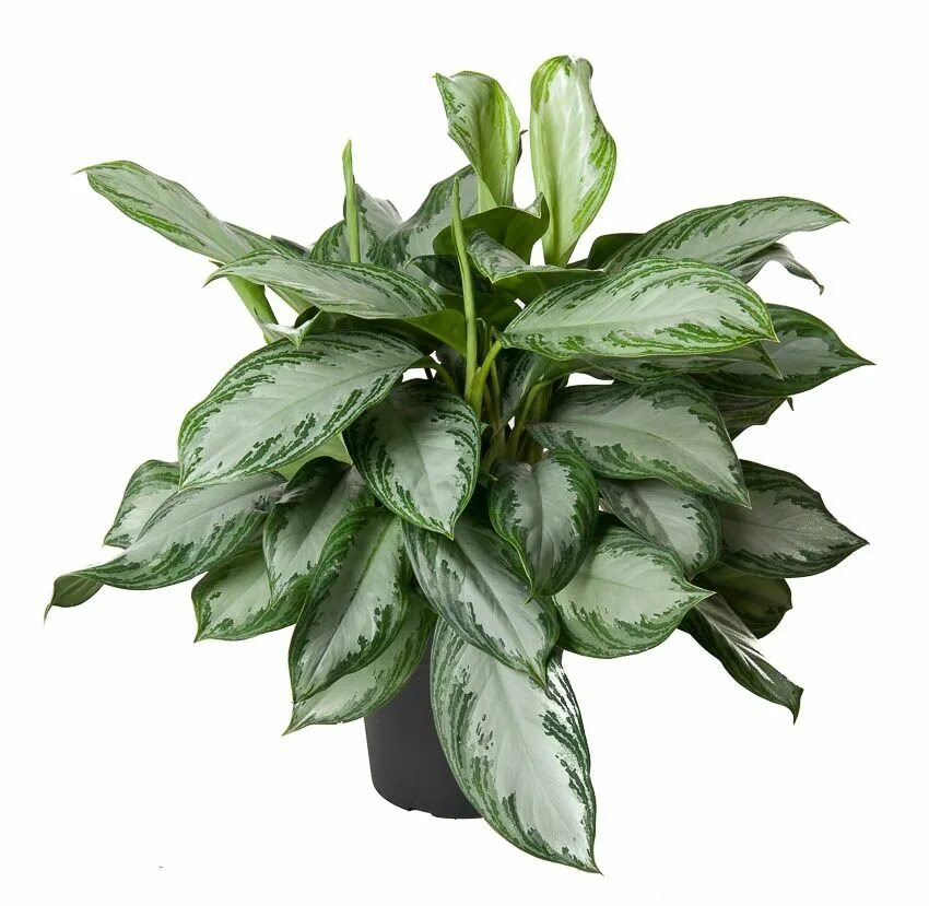 Aglaonema Chatra Mongkol. - купить по выгодной цене в Растения-Почтой.РФ