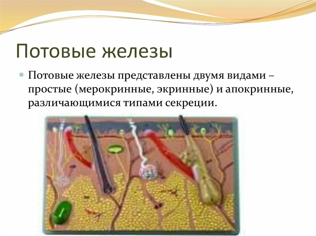 Функции железа у животных. Потовые железы у животных. строение потовых желез животных. апокринные потовые железы.