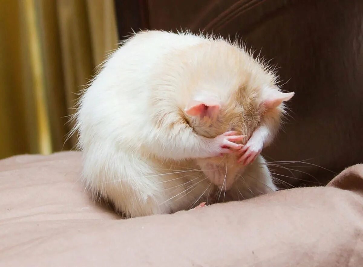 Белая мышь. Обиженная мышь. Мышь умывается. Милые крыски. Хомяк закрыл глаза