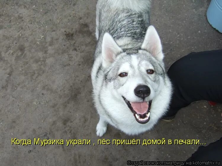 Украсть тебе собаку мем. Украли собаку мем. Спиздить тебе собаку мем. Я в магазине, тебе собаку украсть. Украли собаку объявления.